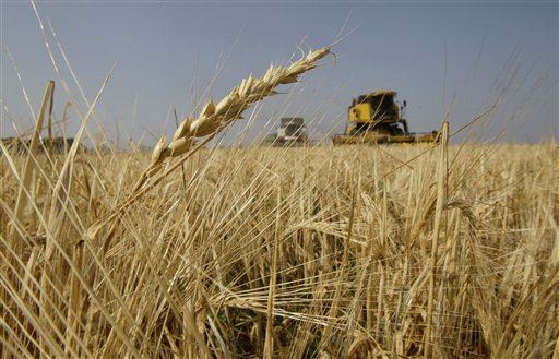 How Did Humans Conquer 'Roof of the World'? Barley