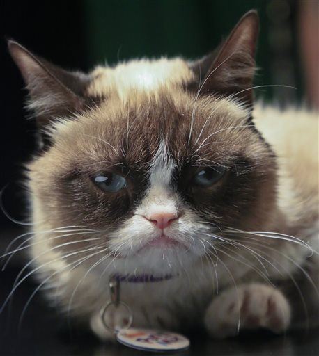 Grumpy Cat Makes More Than Gwyneth Paltrow