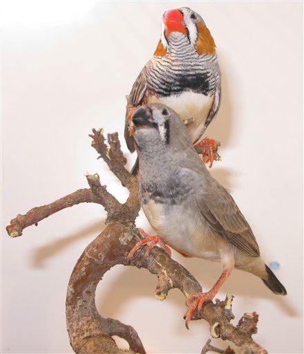 Like People, Drunk Finches Sing Terribly