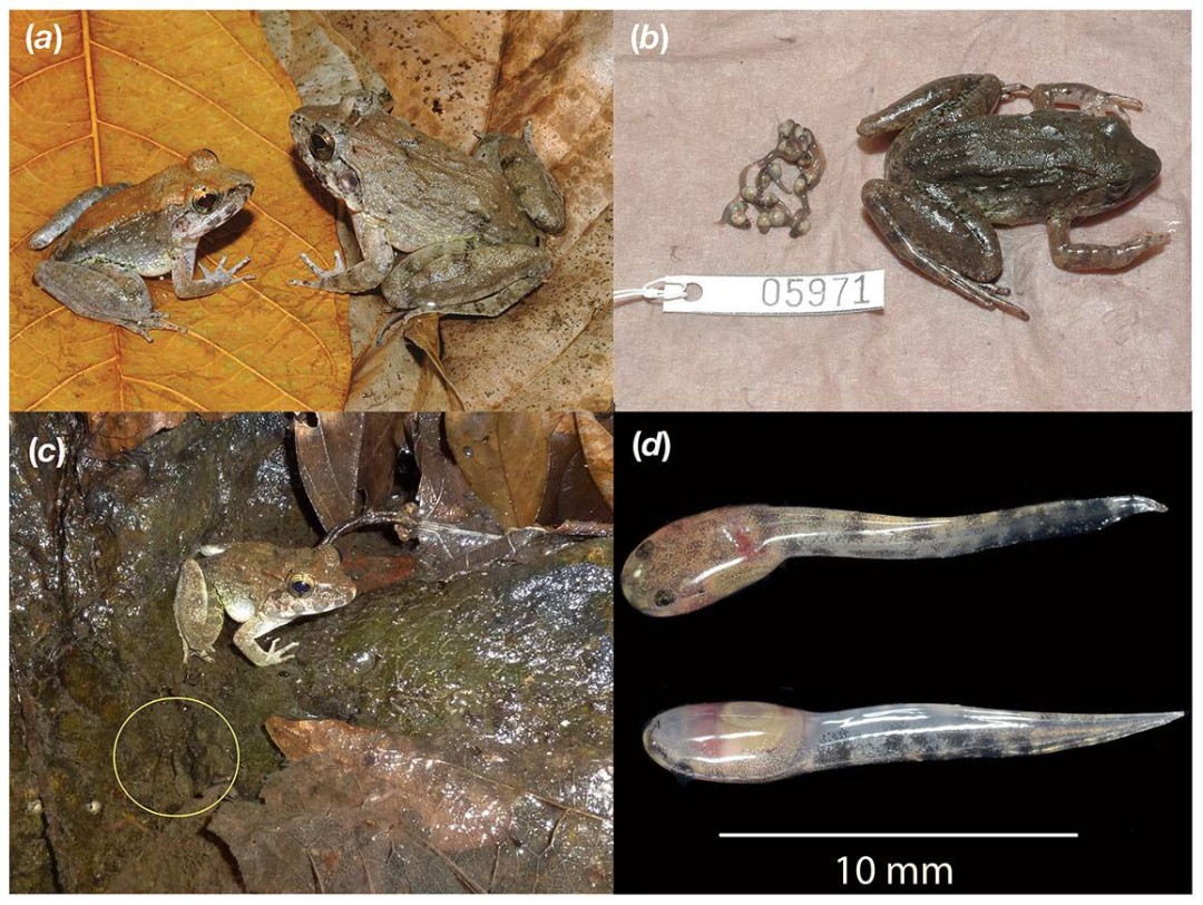 No Eggs Needed 'Fanged' Frogs Give Birth