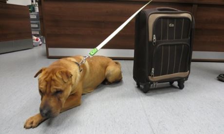Dog Dumped at Train Station With Suitcase