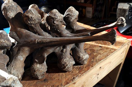 Michigan Neighbors Unearth Mastodon Bones in Backyard