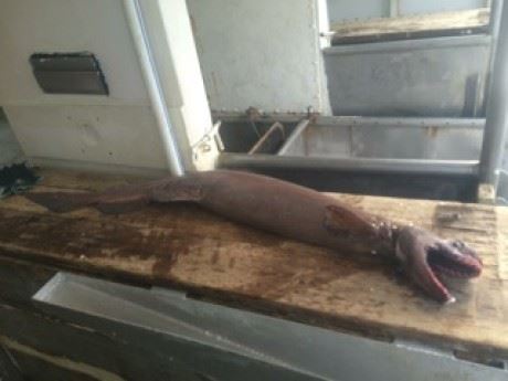 Rare, Scary 'Living Fossil' Shark Caught