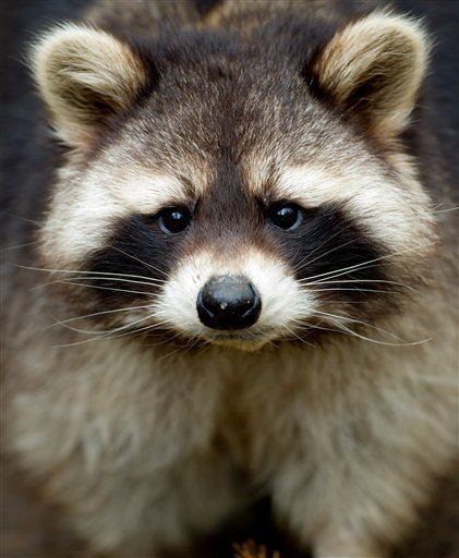 75-Year-Old Attacked by Rabid Raccoon Strangles It