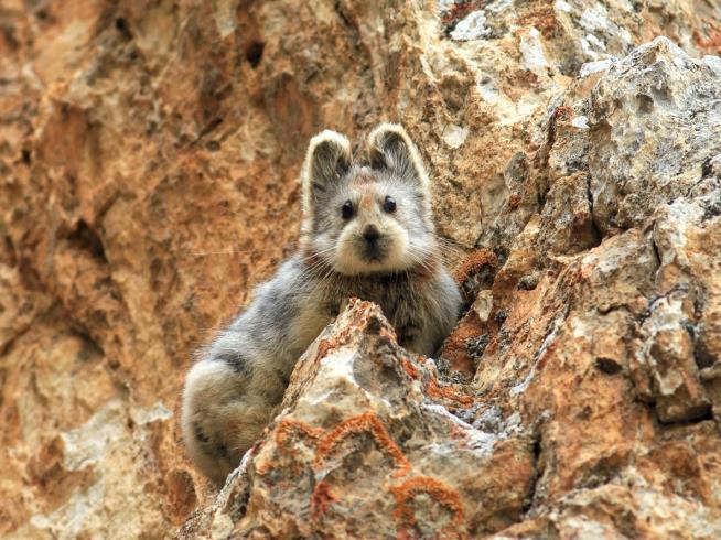 One of the World's Cutest Animals Resurfaces