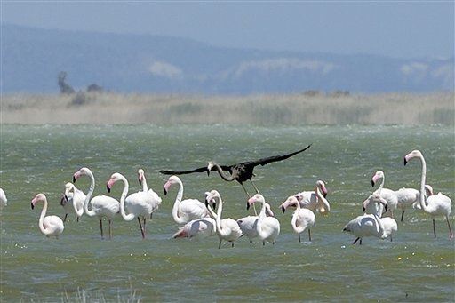 Rare Black Flamingo Seen in Cyprus