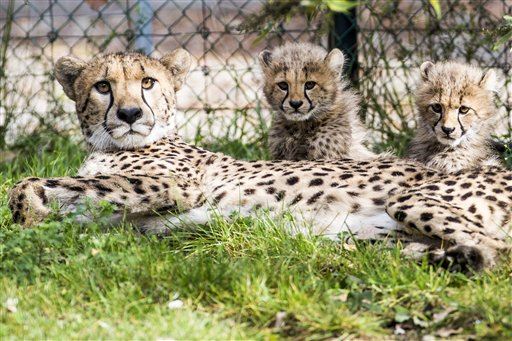 Zoo: Mom Was Dangling Kid Who Fell in Cheetah Pit