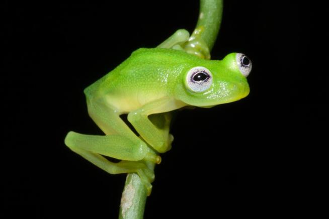 New Frog Species Looks Oddly Familiar