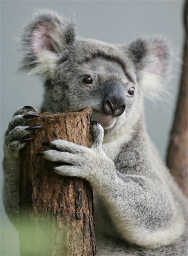 Climate Change Imperils Koalas