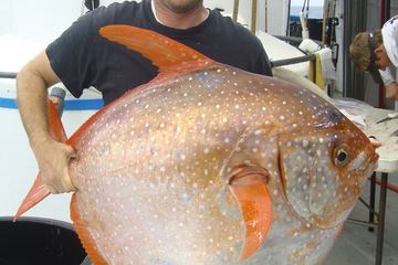 Meet the World's First Warm-Blooded Fish