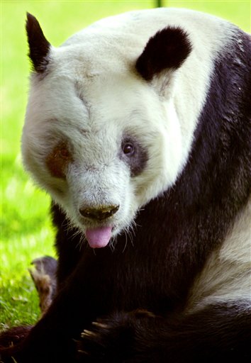 Japan Balks at $1M Panda Price Tag