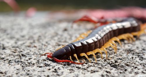 'Centipede From Hell' Discovered in Croatian Caves