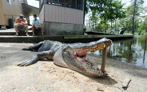 Texas Man's Remains Found in Shot Alligator