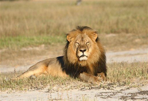 American Hunters Bag Hundreds of Lions a Year