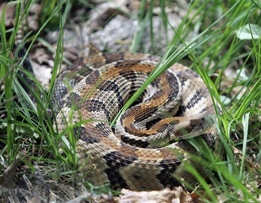 Fungus Mysteriously Killing America's Rattlesnakes