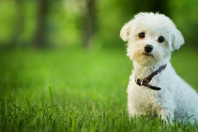Top 10 Dog Names in the US