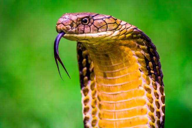 Reality Star's Deadly King Cobra is on the Loose