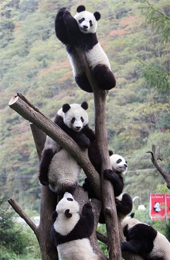 Quake Carnage Spares Pandas