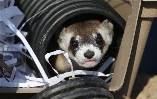 Old Chemical Weapons Site Now Home to Rare Ferrets