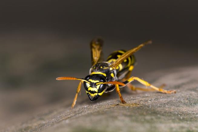 New ' Alien ' Wasp Is Bad News for Growing Pest