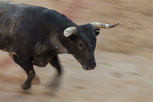 Cops Kill Rancher in Scuffle Over Loose Bull