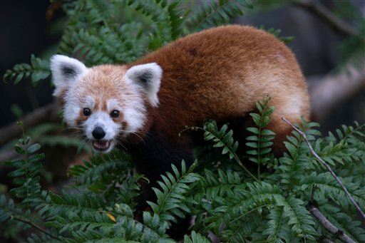 Red Panda Makes a Break From California Zoo