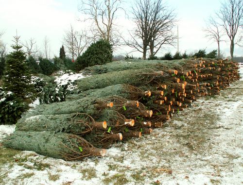 1K Christmas Trees Lifted From Fla. Costco