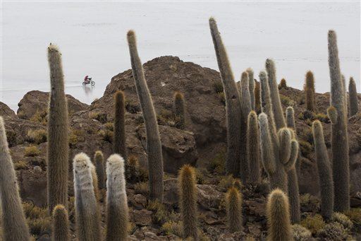 Shocking Number of Cacti Face Extinction