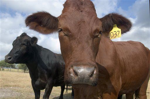 5% of China's Beef to Come From Huge Cloning Factory