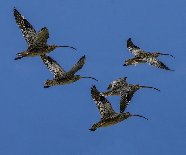 The Going Is Getting Tougher for World's Migratory Birds