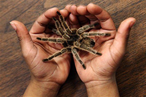 How to Cure a Spider Phobia in 2 Minutes