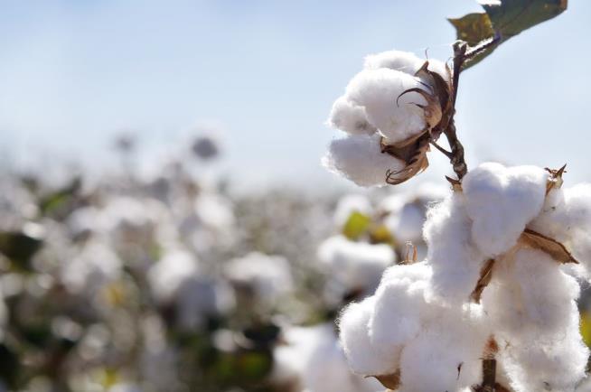 The World Has Entirely Too Much Cotton