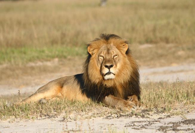 No Shame? Safari Launches Raffle to Hunt Lions