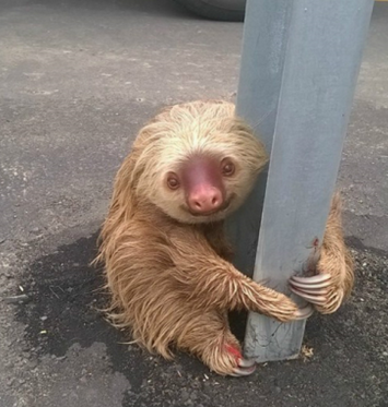 Sloth Tries to Cross Road, Gets Save From Cop