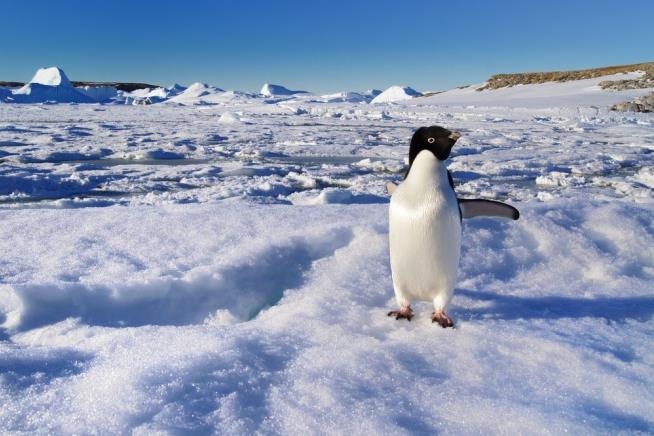 Iceberg Crashes Into Antarctica, Kills 150K Penguins