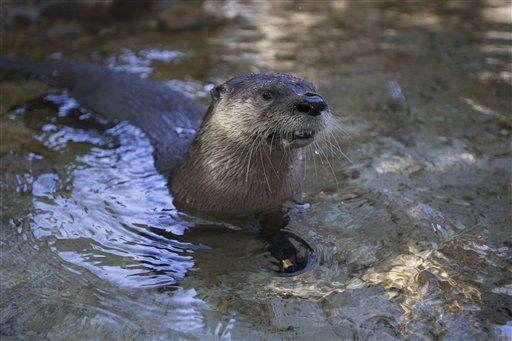 Zoo Otter Dies in 'Unauthorized' Pants