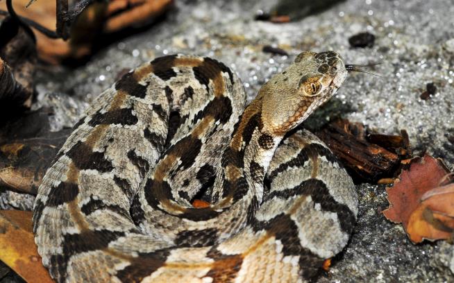 Hisss: Mass.' Rattlesnake Colony Is None Too Popular