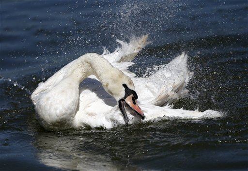 Swan Dies for Tourist's Selfie