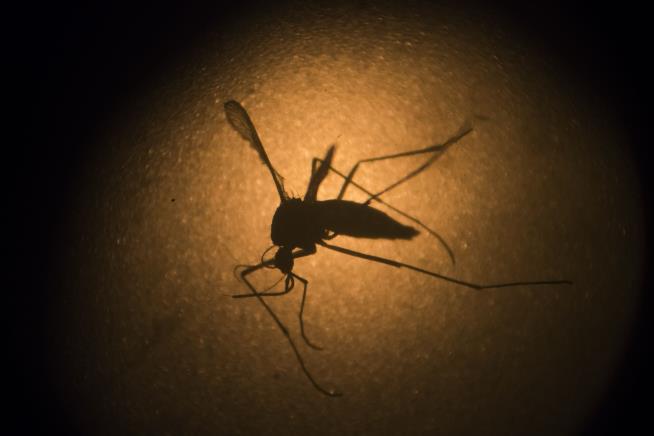 CDC: If You Had Zika, Wait 8 Weeks to Get Pregnant