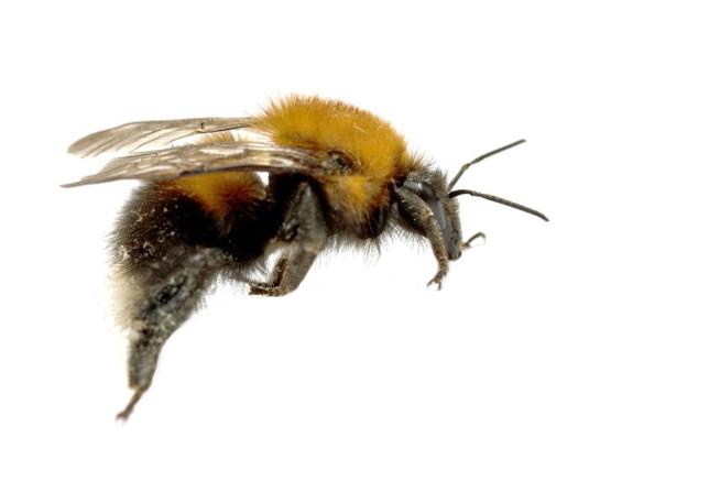 Pesticide-Maker Announces Change to Save the Bees