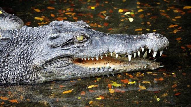 Croc Drags Aussie Camper From Tent