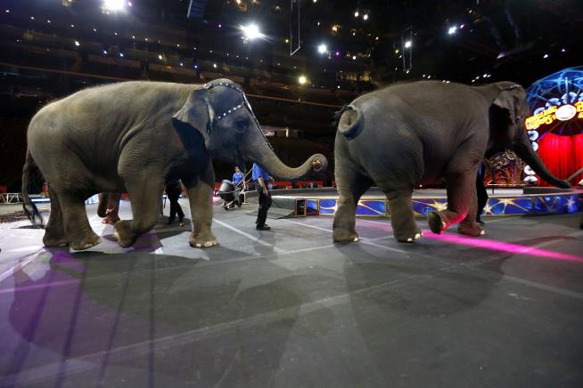 Ringling Bros. Elephants Perform for the Very Last Time