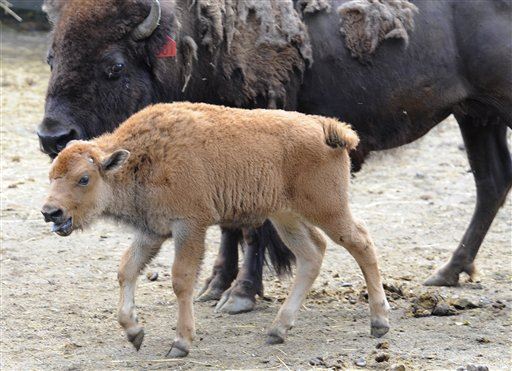 Tourists Fear Young Bison Is Cold, Load It Into SUV