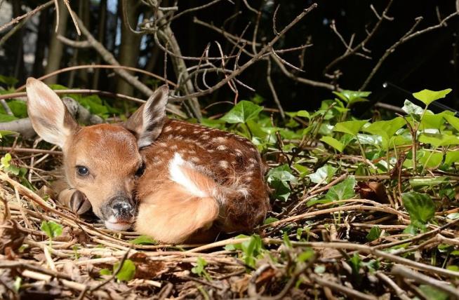 Baby Deer Euthanized After Humans 'Rescue' It