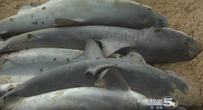 On an Alabama Beach, 57 Dead Sharks