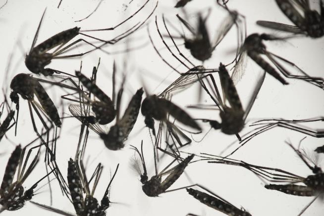 33 US Service Members Have Gotten Zika