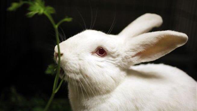 Pet Bunny Was Getting High on Neighbor's Secret Stash