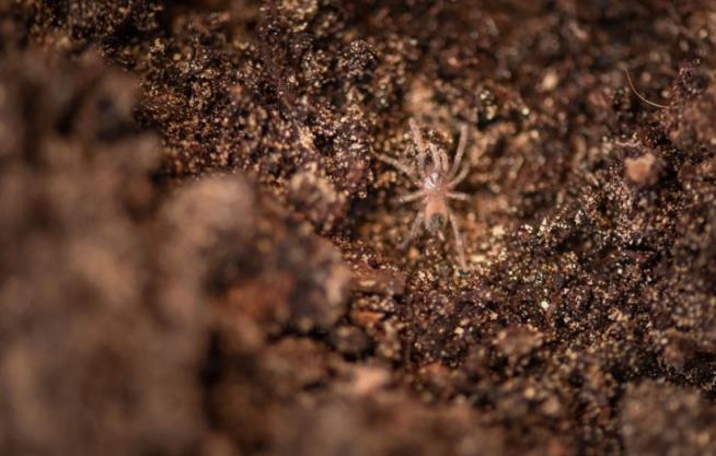 Birth of These 200 Spiders Is a Really Big Deal