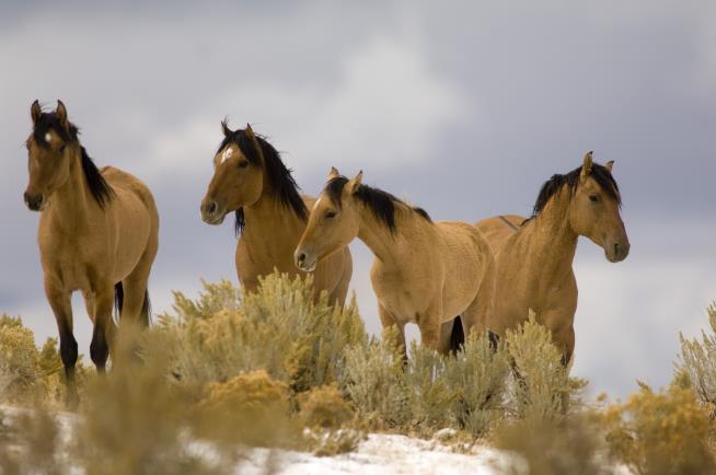 Feds: We Have No Plans to Kill Wild Horses
