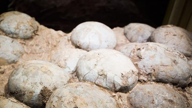 Dinosaur Eggs Hatched in Potentially Troublesome Way